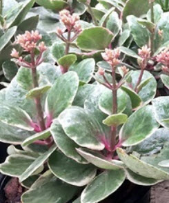 ต้นกุหลาบหินใบด่าง (M) / ต้น