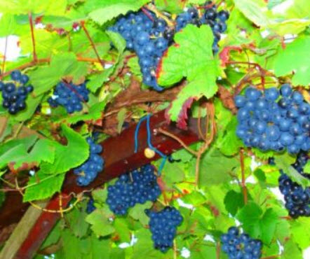 องุ่นอามูร์ (Amur grape) บอนไซ / 10 เม็ด (UK)