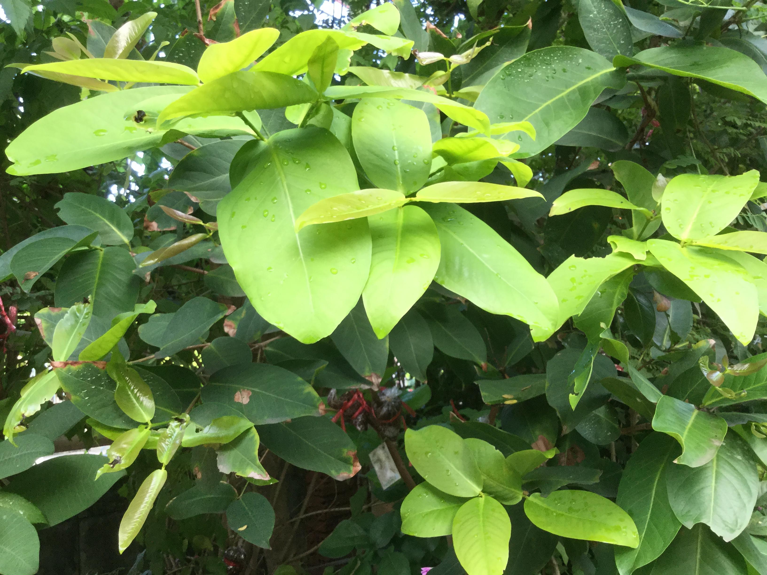 ต้นชมพู่หวานอินโด สูง 35-50 ซ.ม.