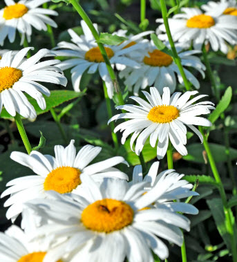 อลาสก้า แชสต้าเดซี่ (Alaska Shasta Daisy) / 200 เม็ด (USA)
