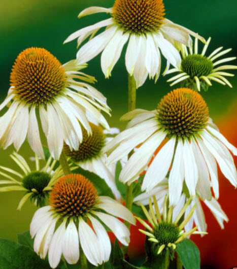เอ็กไคนาเซีย-ไวท์ สวอน (Echinacea - White Swan) ขาว / 280 เม็ด (UK)