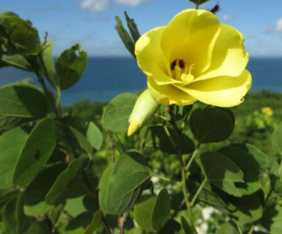 กล้วยไม้ฮ่องกง (Bauhinia Orchid - tomentosa) / 10 เม็ด (China)