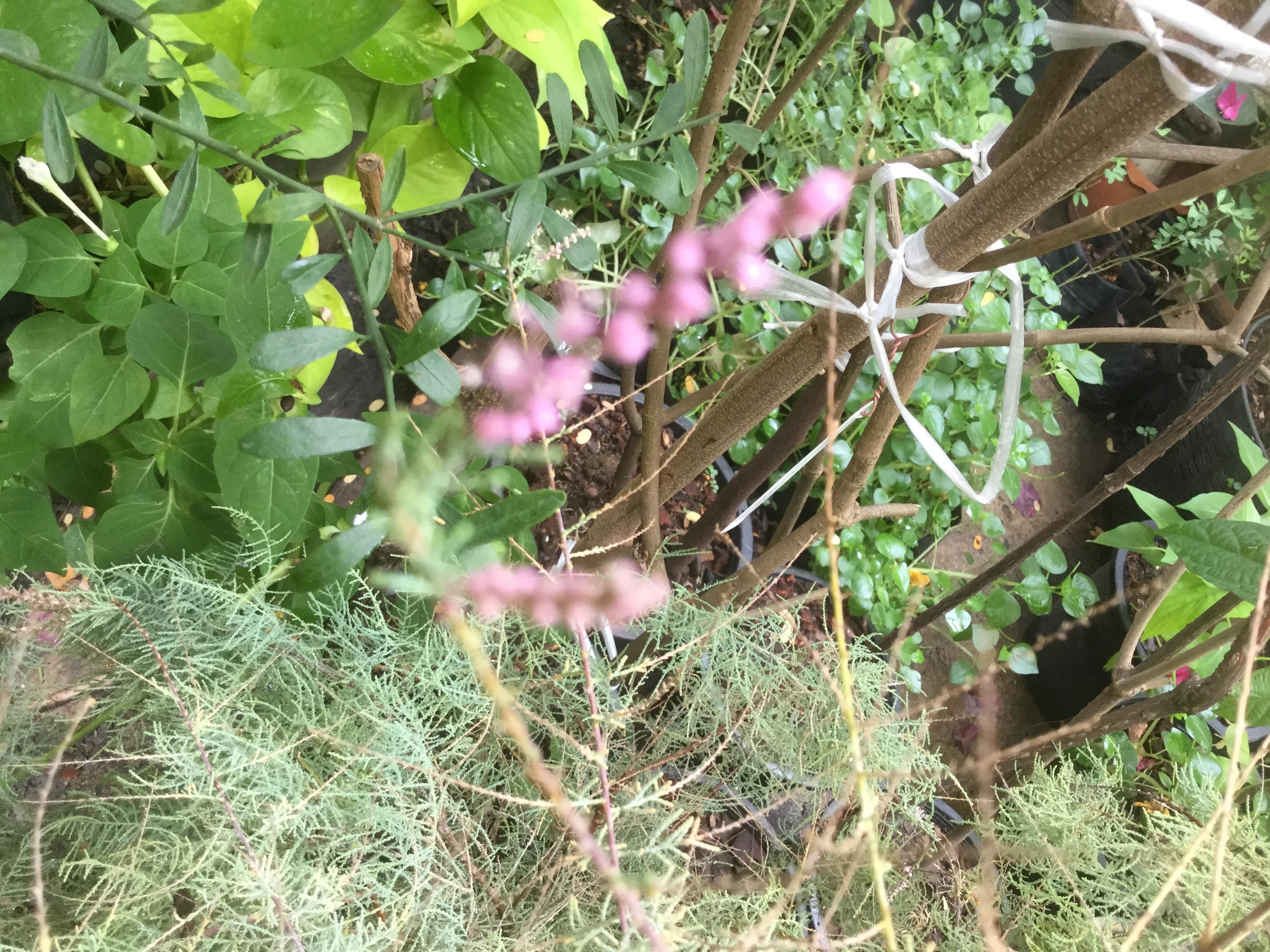 ต้นสนชมพู หรือสนทามาริกซ์ กระถาง 8 นิ้ว สูง 55-70 ซ.ม.