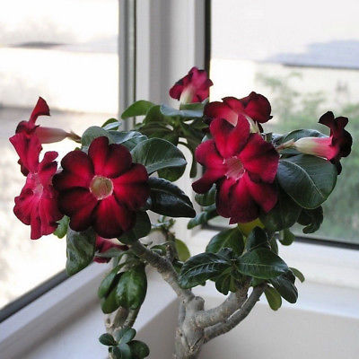 ชวนชม บอนไซ (Adenium bonsai) คละ / 200 เม็ด (นอก)