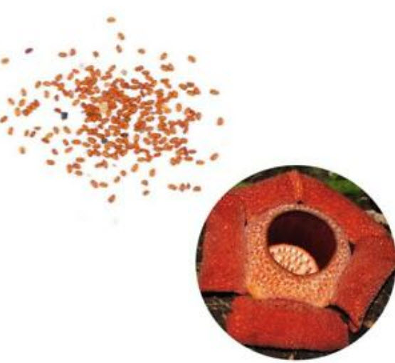 บัวผัด หรือบัวตูม (Rafflesia) / 10 เม็ด (นอก)