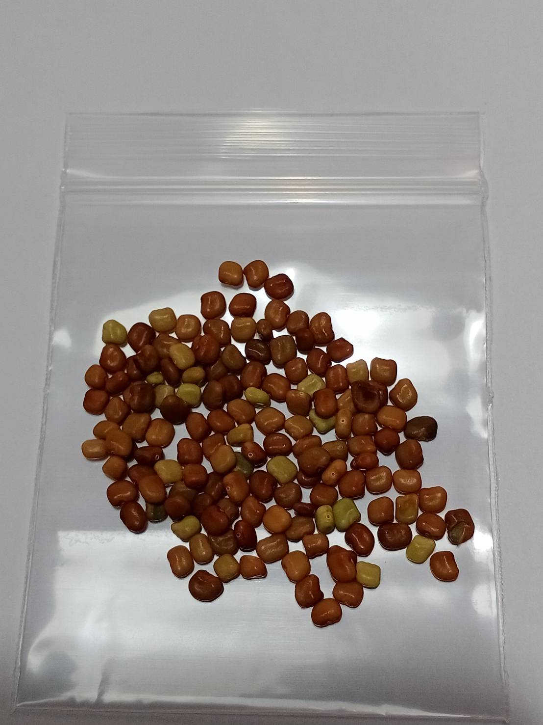 โสนดอกใหญ่ Sesbania กินได้ / 100 เม็ด