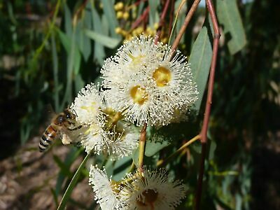 ยูคาลิปตัสแดง (Red Eucalyptus) / 600 เม็ด (Portugal)