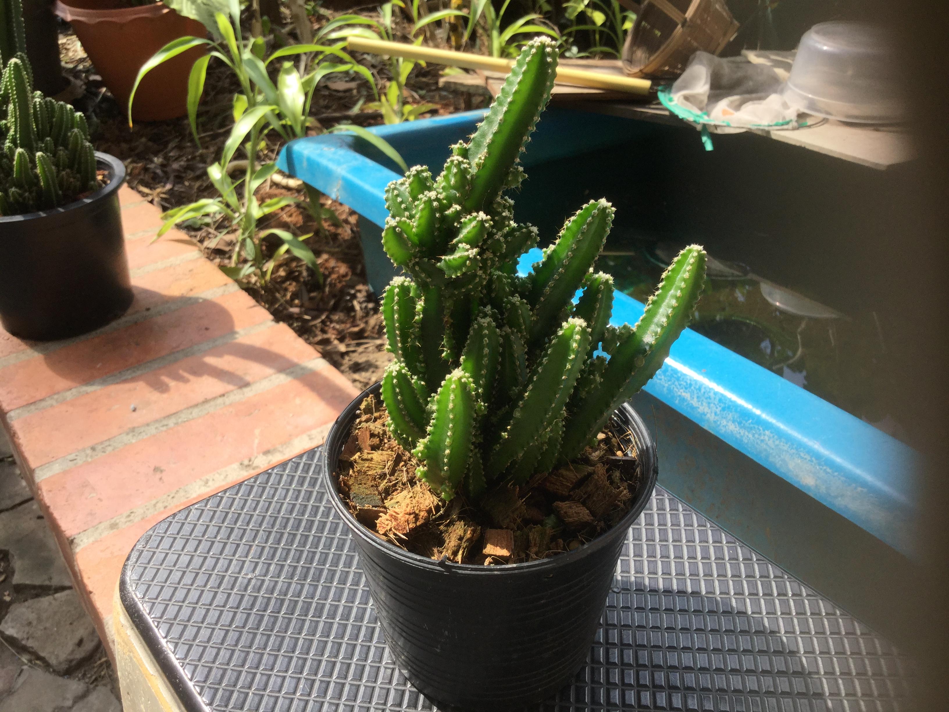 ต้นแคคตัสปราสาทนางฟ้า (Cereus peruvianus) สูง 10-20 ซ.ม. / ต้น