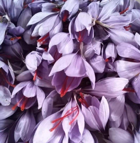 หัวหญ้าฝรั่น (Saffron Crocus) พืชสมุนไพร ของแท้ จากต่างประเทศ / หัว