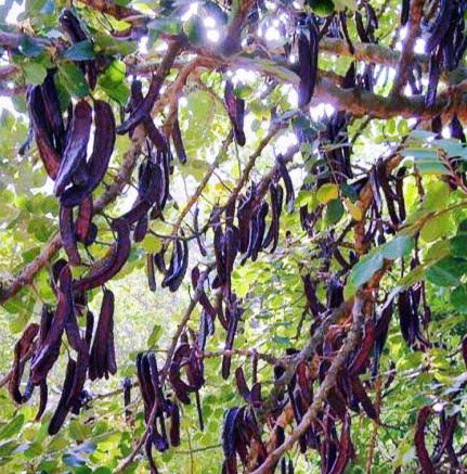 คารอป Carob พืชใช้แทนช็อคโกแลต โกโก้ ไม่มีคาเฟอีน / 20 เม็ด (Algeria)