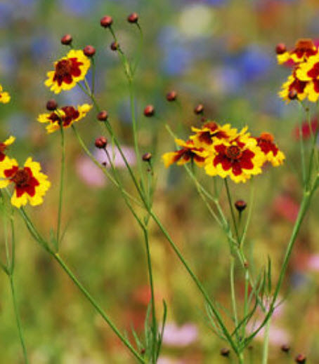 ดอกไม้ไหว (Coreopsis) สีเหลือง / ซอง 30 เม็ด (A226)
