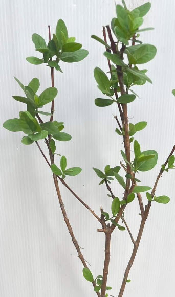 ต้นฝรั่งเฟยโจว ฝรั่งสับปะรด พันธุ์ Andre สูง 50-70 ซ.ม. ต้นไม้นำเข้า