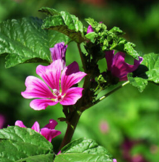 มาโลปชมพู (Pink Malope) / ซอง 30 เม็ด (A133)