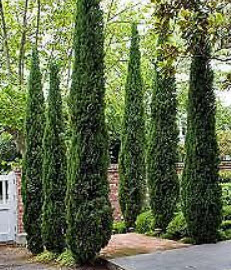 สน เมดิเตอเรเนียน ไซเปรซ หรือ อิตาเลียน ไซเปรซ / 100 เม็ด (Russia)