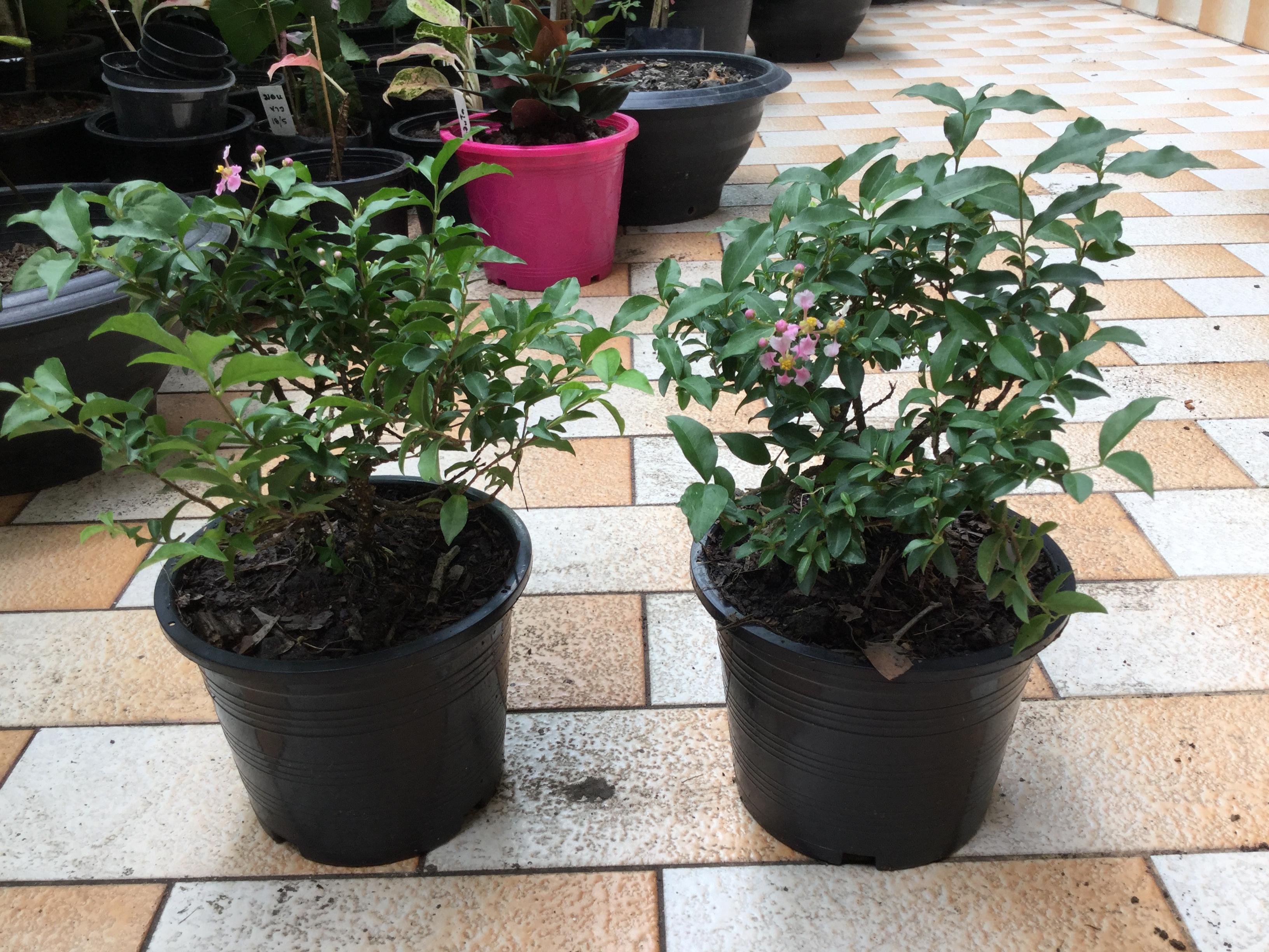 ต้นเชอรี่แคระ กระถาง 6 นิ้ว / ต้น