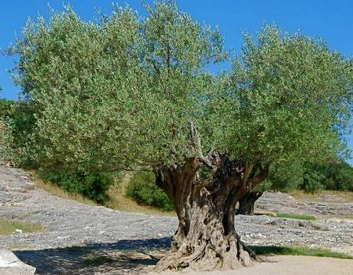 มะกอกโอลีฟ (Olive Oil / Olea europaea) / 2 เม็ด (UK)