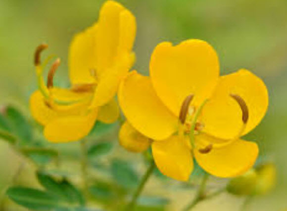 ทรงบาดาล / ขี้เหล็กหวาน (Kalamona) / 25 เม็ด (P2S)