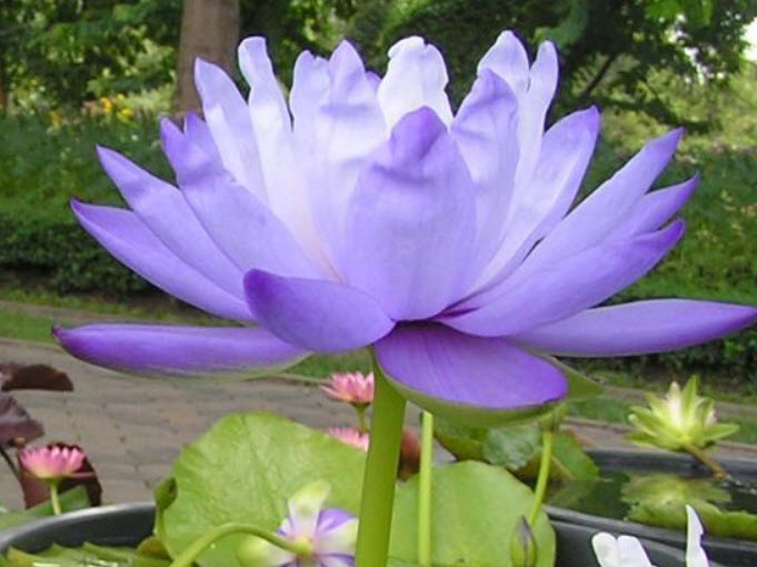 บัวไจกันเตีย (Jigantia) สีน้ำเงิน / 100 เม็ด