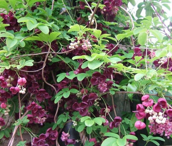 ต้น อะเคบิ Akebi ผลไม้สไตล์ญี่ปุ่น ไม้เถาเลื้อย ปลูกง่าย โตไว