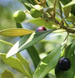 มะกอก Galega Olive หรือ Portugese Olive / 5 เม็ด (Portugal)