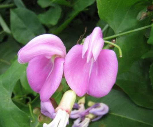 ถั่วผี หรือถั่วผีดอกม่วง / 25 เม็ด (P2S)