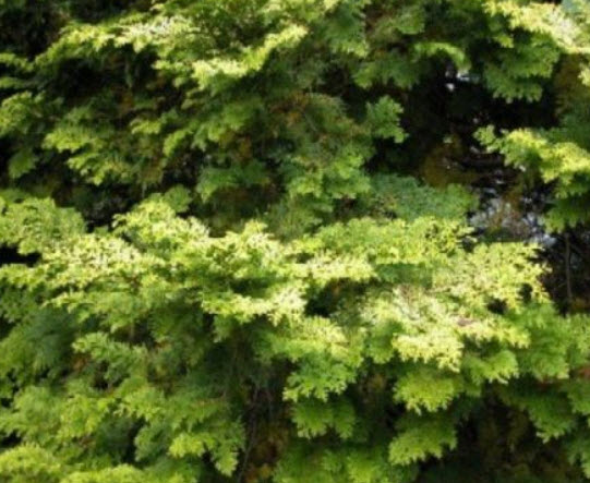 สนฮิโนกิ หรือฮิโนกิ ไซเปรซ (Hinoki Cypress) / 25 เม็ด (Lithuania)