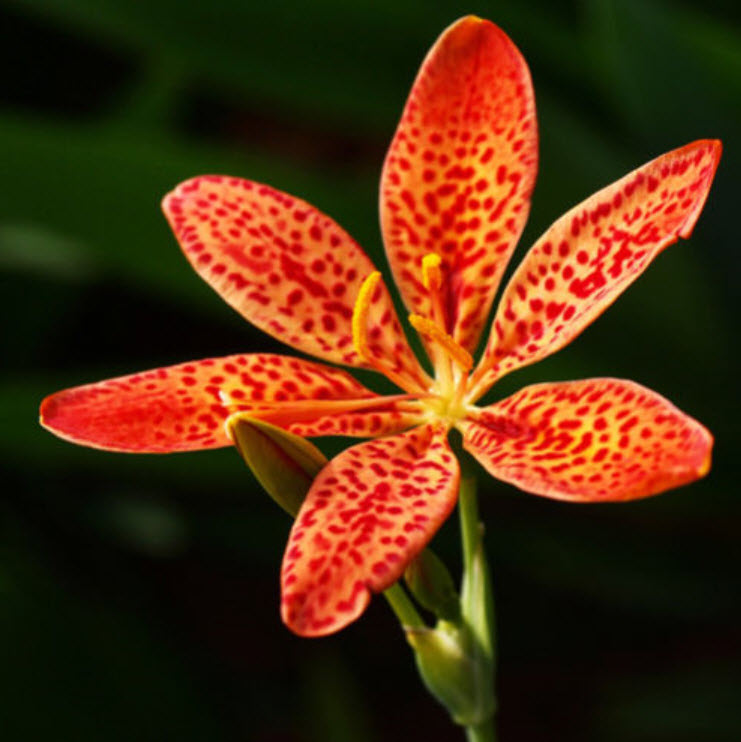 แบล๊คเบอรี่ ลิลี่ (Blackberry Lily) / ซอง 10 เม็ด (E009)