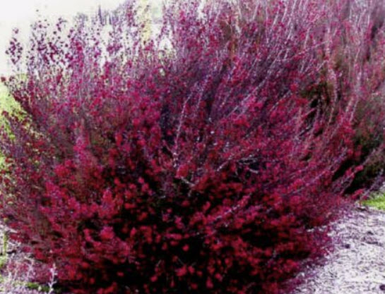 มานูก้า แดง (Red Manuka) / 50 เม็ด (NZ)*