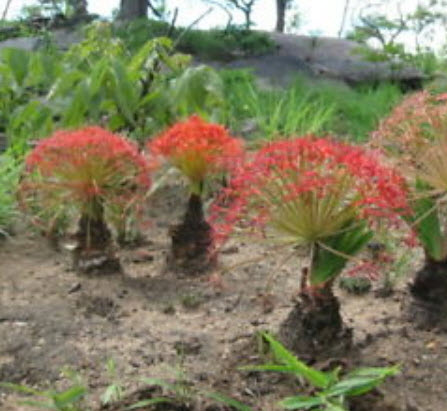 ว่านบูโฟน (Boophone Disticha) / 3 เม็ด (Israel)