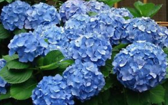 ไฮเดรนเยีย (Hydrangea) คละสี / 50 เม็ด (นอก)