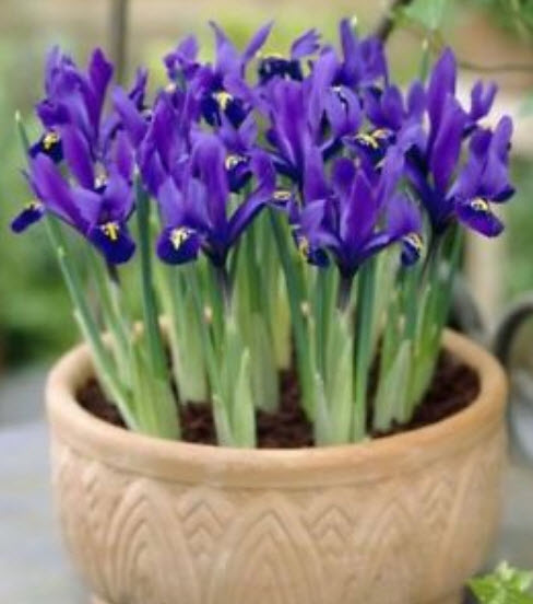 ไอริส (Iris) สีม่วง / 20 เม็ด