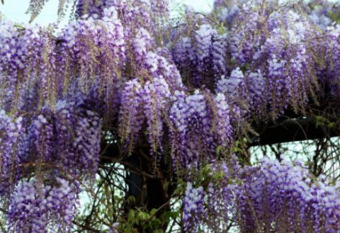 ต้นวิสทีเรีย (Wisteria) วิสเทียเรีย วีสเตียเรีย กระถาง 10 นิ้ว ไม้เถาเลื้อย
