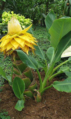 กล้วยคุนหมิง/กล้วยยูนนาน (Golden Lotus Banana) / 5 เม็ด (UK)