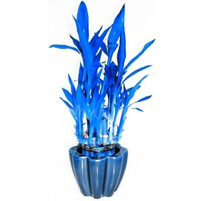 ไผ่บอนไซ (Bamboo bonsai) สีฟ้า / 40 เม็ด (China)