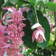 สร้อยไข่มุก (Medinilla Magnifica) สีชมพู / 100 เม็ด (China)