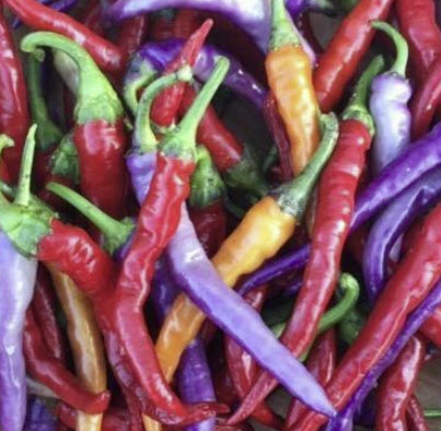 พริก บูเอน่า มูลาต้า (Buena Mulata Chili) / 5 เม็ด (Hungary)