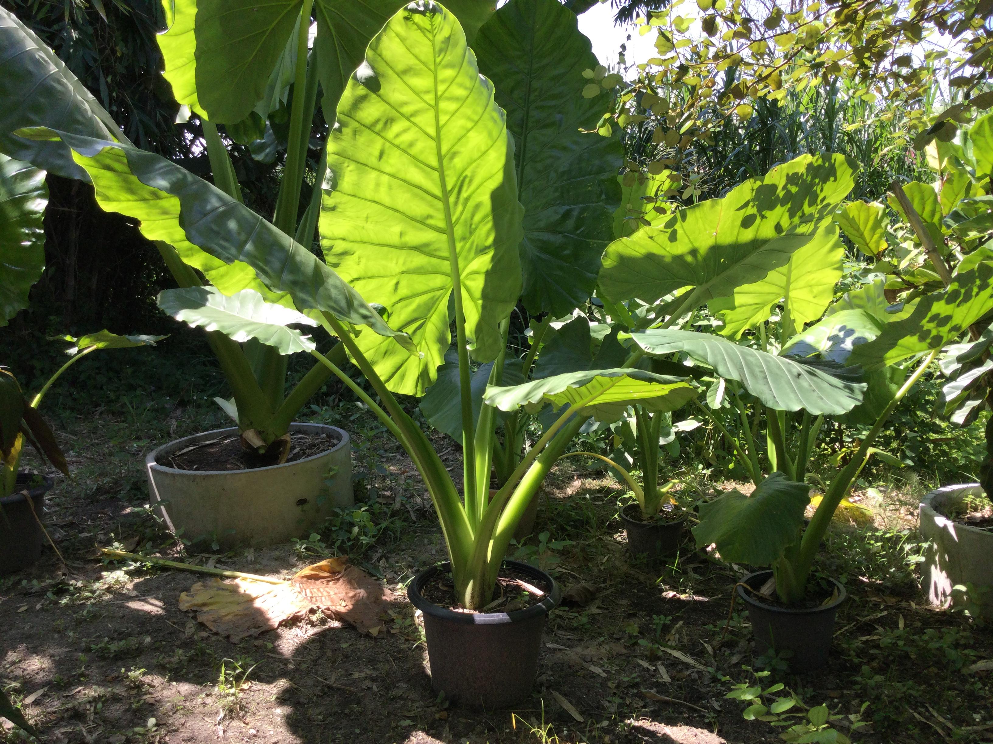 ต้นบอนหูช้าง กระถาง 12 นิ้ว