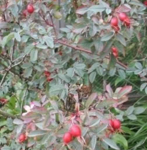 กุหลาบเรดลีฟ (Redleaf Rose) / 5 เม็ด (USA)