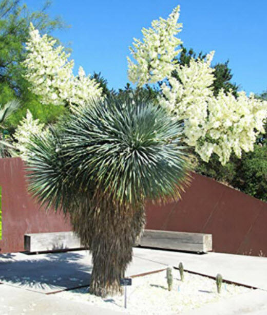 บีค ยุคก้า (Beaked yucca) / 10 เม็ด (Portugal)