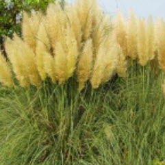 หญ้าภูเขา (Pampas grass) สีเหลือง / 2,000 เม็ด