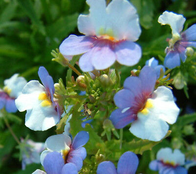 เนมีเซีย คาร์นิวัล (Nemesia Carnival) คละสี / 2,200 เม็ด (Hungary)