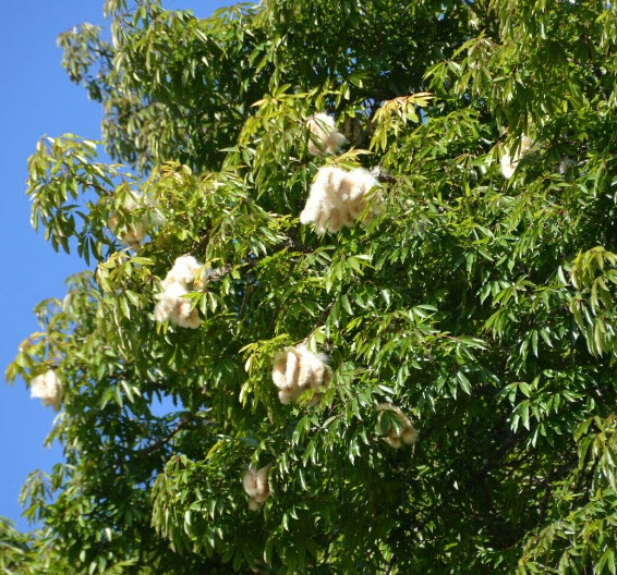 ต้นงิ้วชมพู เสียบยอด สูง 15-30 ซ.ม.