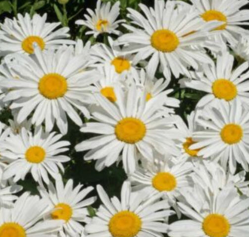 แชสต้าเดซี่ - ซิลเวอร์ปริ้นเซส (Shasta Daisy - Silver Princess) / 500 เม็ด (UK)