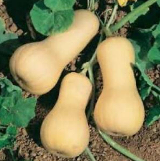 ฟักบัทเตอร์นัท (Waltham Butternut Pumpkin) / 10 เม็ด (Australia)
