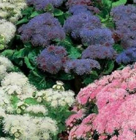 อะเจอราตุ้ม คละ (Ageratum) / 200 เม็ด (USA)