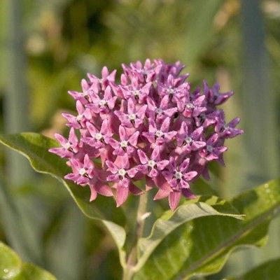 มิลค์หวีด สีแดง (Blood-flower Milkweed) / ซอง 20 เม็ด (A301)