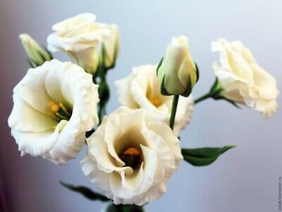 ไลซิแอนธัส (Lisianthus) คละ / 400 เม็ด (Russia)