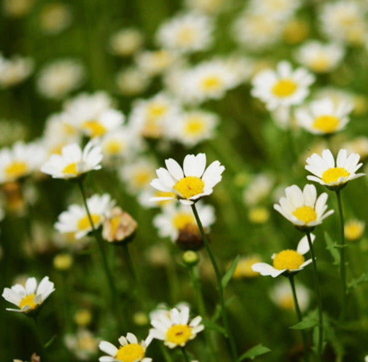 เดซี่ (white Daisy) สีขาว / ซอง 30 เม็ด (A048)