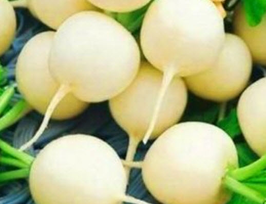 ไชเท้า (Radish) คละสี / 700 เม็ด (UK)