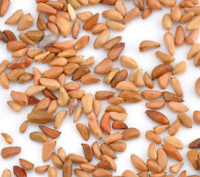 กุหลาบ เขียวมิ้นท์ / 100 เม็ด